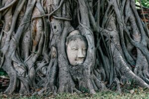 Cabeza de Buddha en piedra, entre las raices de un árbol, imagen de Coaching Espiritual